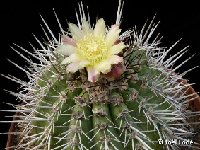 Copiapoa echinoides ©JLcoll.4810.JPG